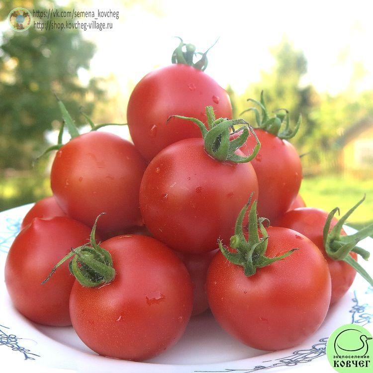 23. Маленький поцелуй Герани (6)_1 2024г. Семена томата Маленький поцелуй Герани