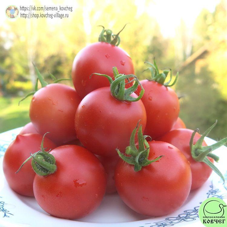 23. Маленький поцелуй Герани (9)_1 2024г. Семена томата Маленький поцелуй Герани