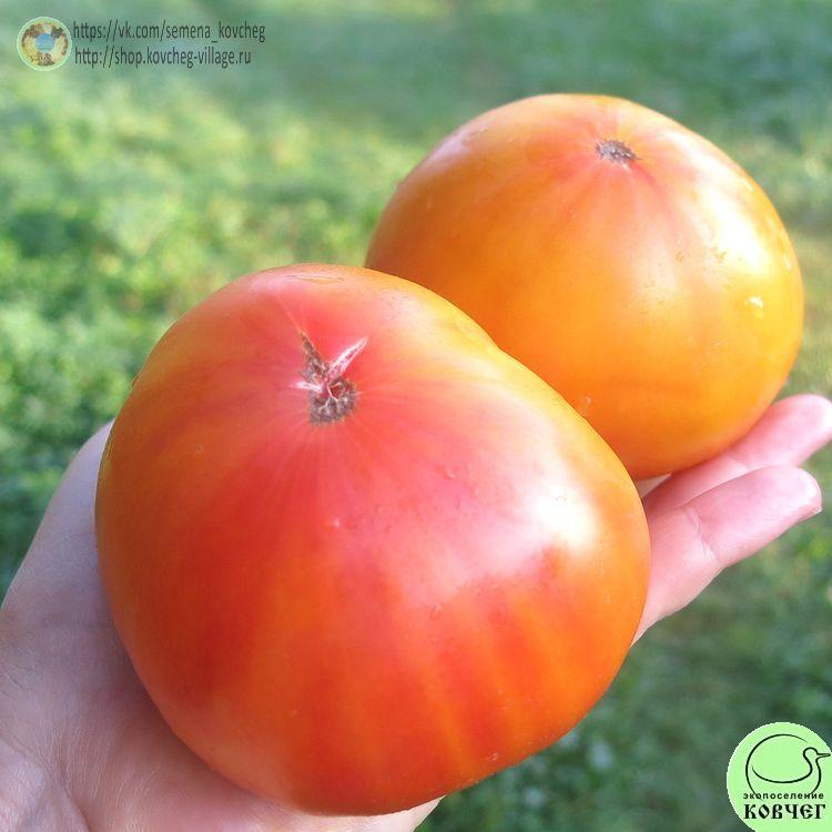 30. Немецкий полосатый (3)_1 2024г. Семена томата Немецкий полосатый