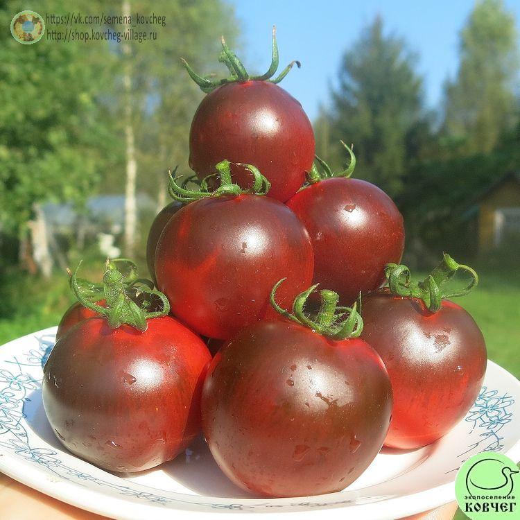 34. Огненно-синий (6)_1 2024г. Семена томата Огненно-синий