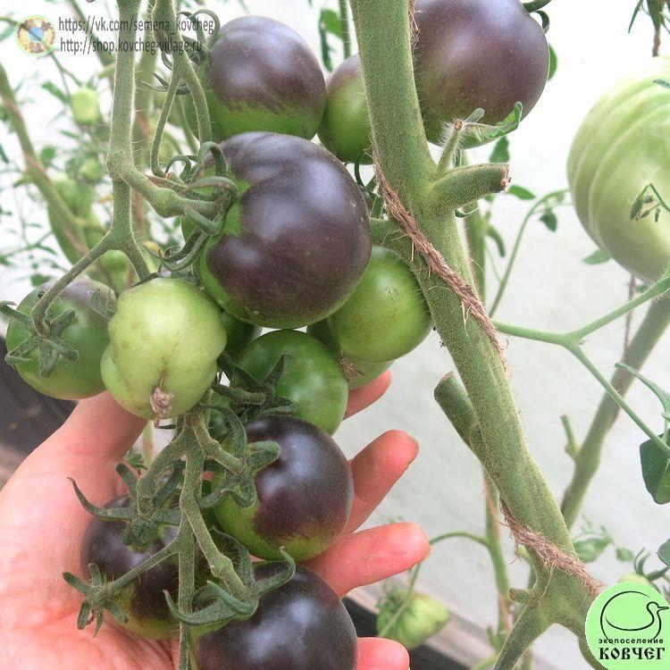 34. Огненно-синий_1 2024г. Семена томата Огненно-синий