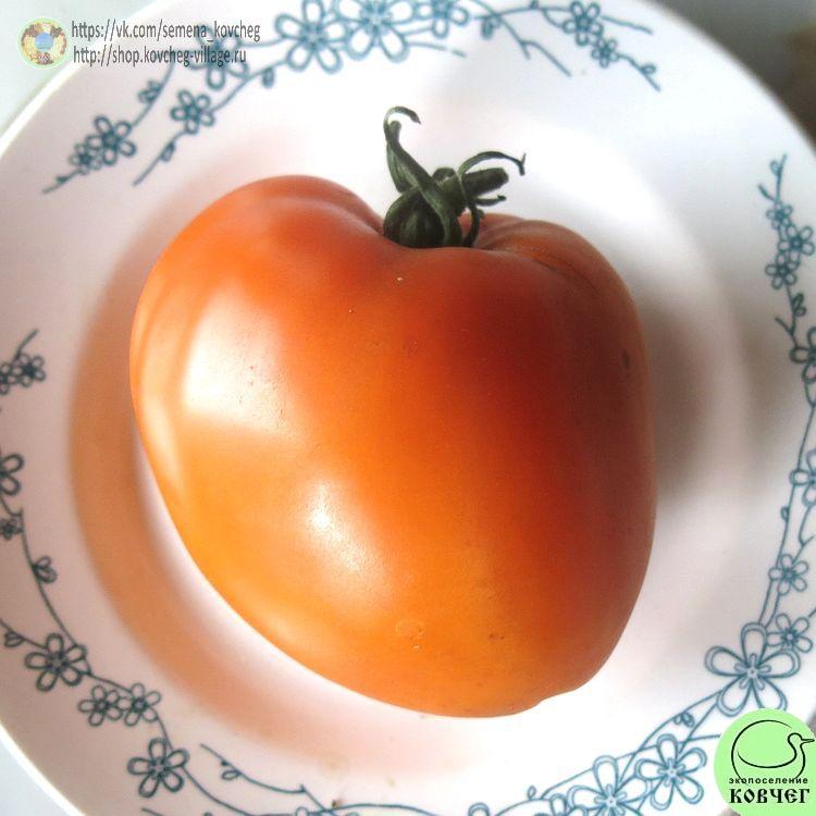 35. ОРАНЖЕВОЕ СЕРДЦЕ ПАСАКА (6)_1 2024г. Семена томата Оранжевое сердце Пасака