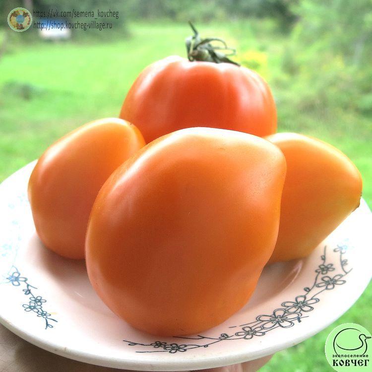 35. ОРАНЖЕВОЕ СЕРДЦЕ ПАСАКА (9)_1 2024г. Семена томата Оранжевое сердце Пасака
