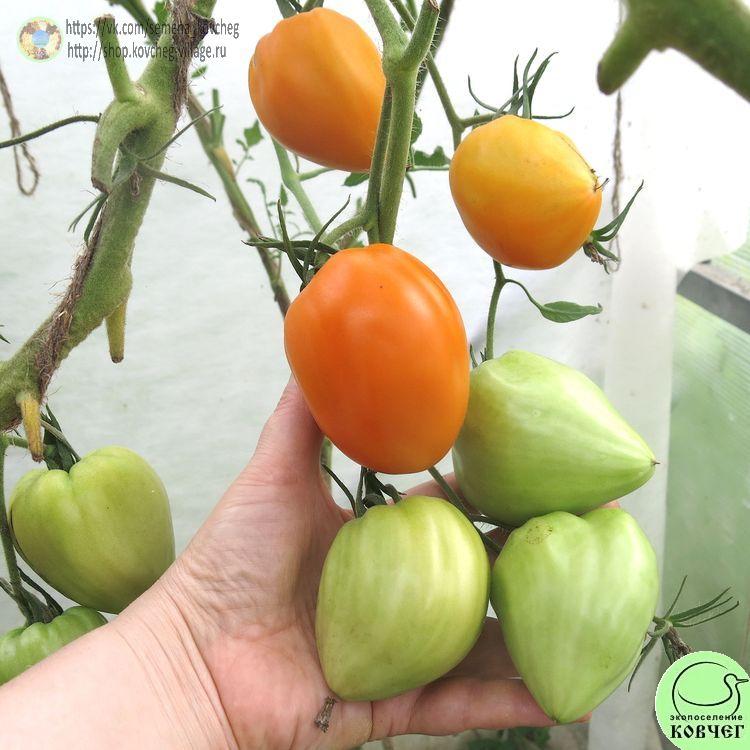 35. ОРАНЖЕВОЕ СЕРДЦЕ ПАСАКА_1 2024г. Семена томата Оранжевое сердце Пасака