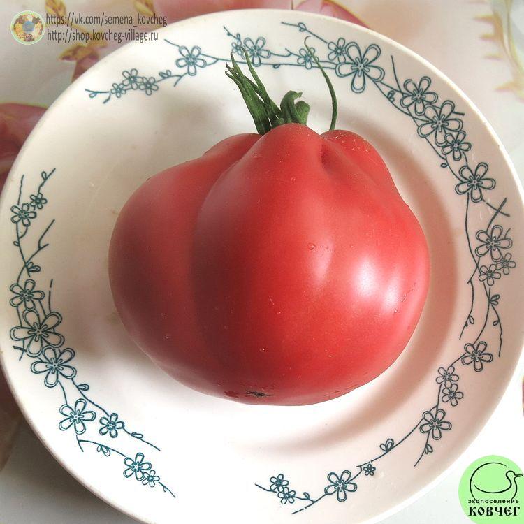 38. Ребелпик (13)_1 2024г. Семена томата Ребелпик