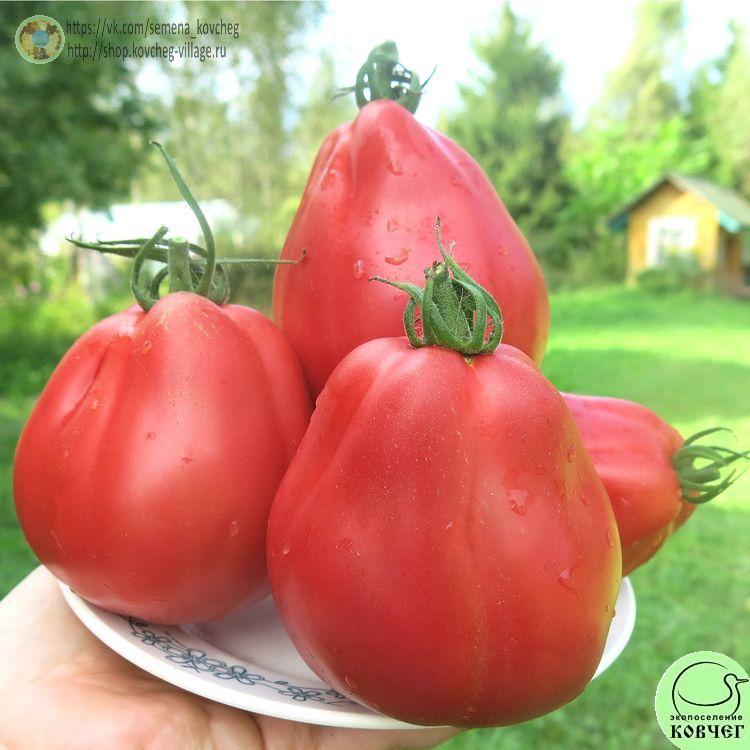 38. Ребелпик (9)_1 2024г. Семена томата Ребелпик