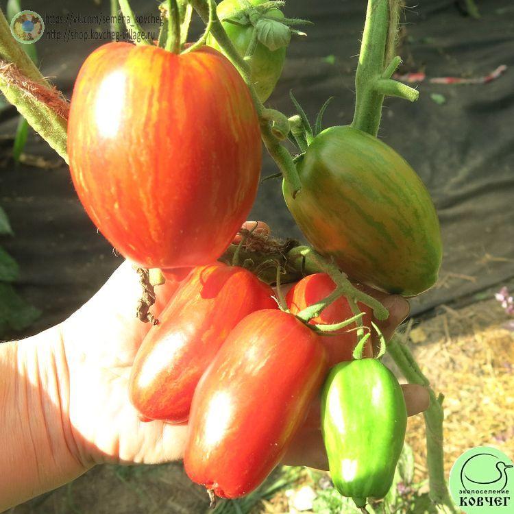 39. РИМСКИЙ ПОЛОСАТЫЙ (2)_1 2024г. Семена томата Римский полосатый