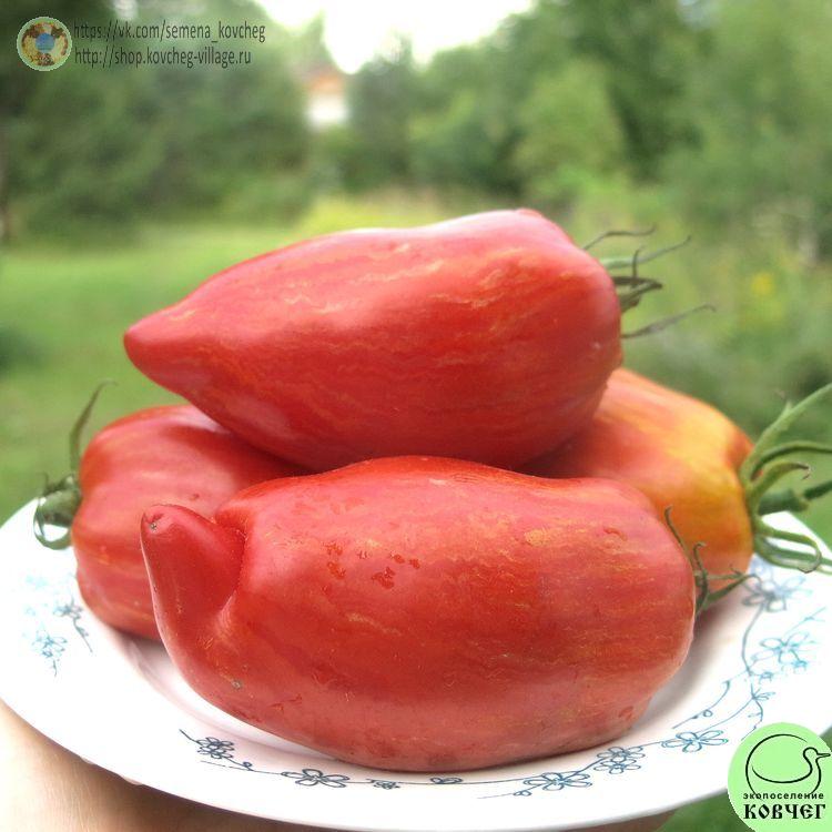 39. РИМСКИЙ ПОЛОСАТЫЙ (6)_1 2024г. Семена томата Римский полосатый