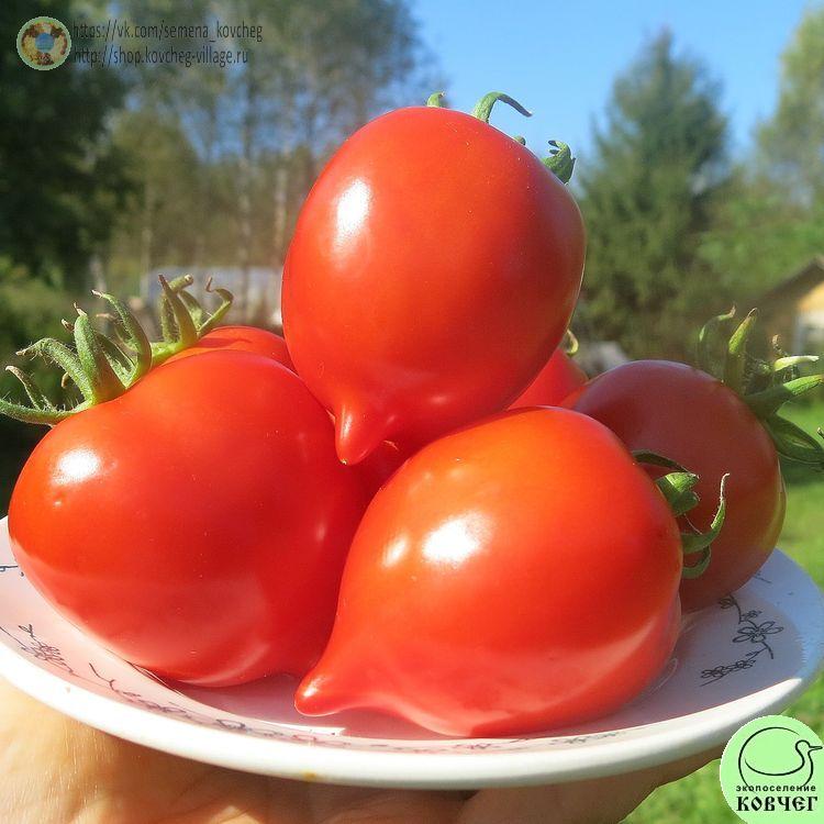 44. Сибирский №1 (18)_1 2024г. Семена томата Сибирский №1