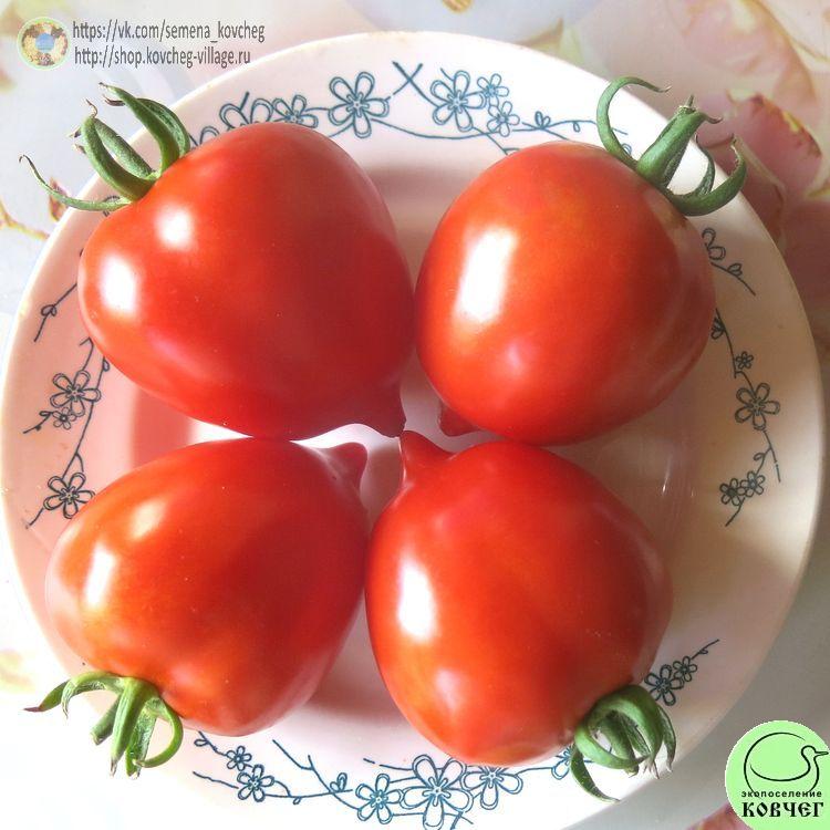 44. Сибирский №1 (21)_1 2024г. Семена томата Сибирский №1