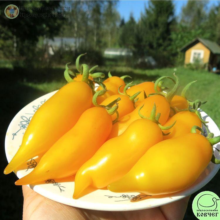 46. Сокровище (12)_1 2024г. Семена томата Сокровище