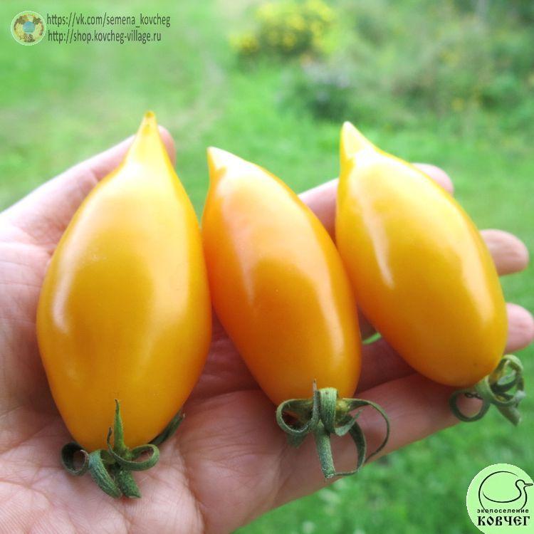 46. Сокровище (6)_1 2024г. Семена томата Сокровище