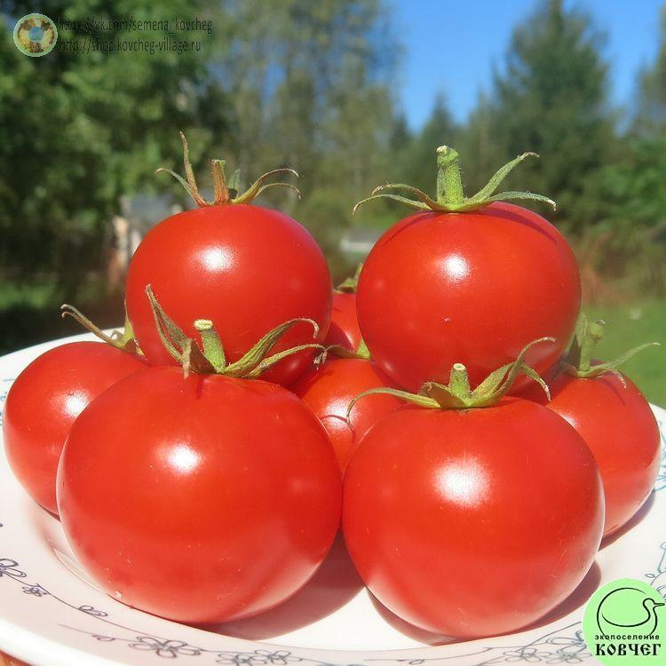 50. Фламенко (3)_1 2024г. Семена томата Фламенко