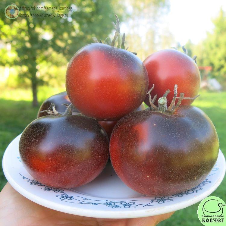 7. Вули кэт (10)_1 2024г. Семена томата Вули кэт