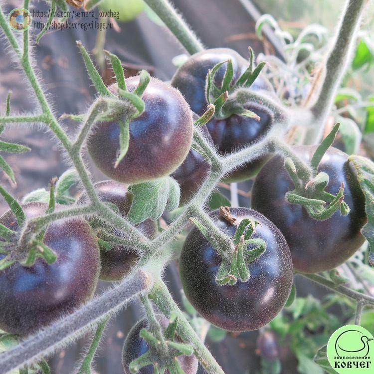 7. Вули кэт (4)_1 2024г. Семена томата Вули кэт