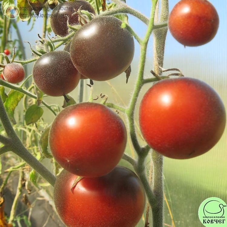 7. Вули кэт (9)_1 2024г. Семена томата Вули кэт