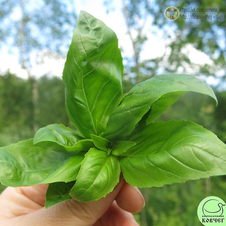 Базилик Зелёный ароматный (3) 2024г. Семена базилика Зелёный ароматный