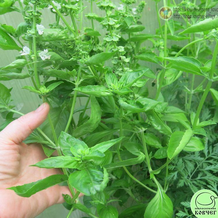 Базилик Зелёный ароматный (7) 2024г. Семена базилика Зелёный ароматный