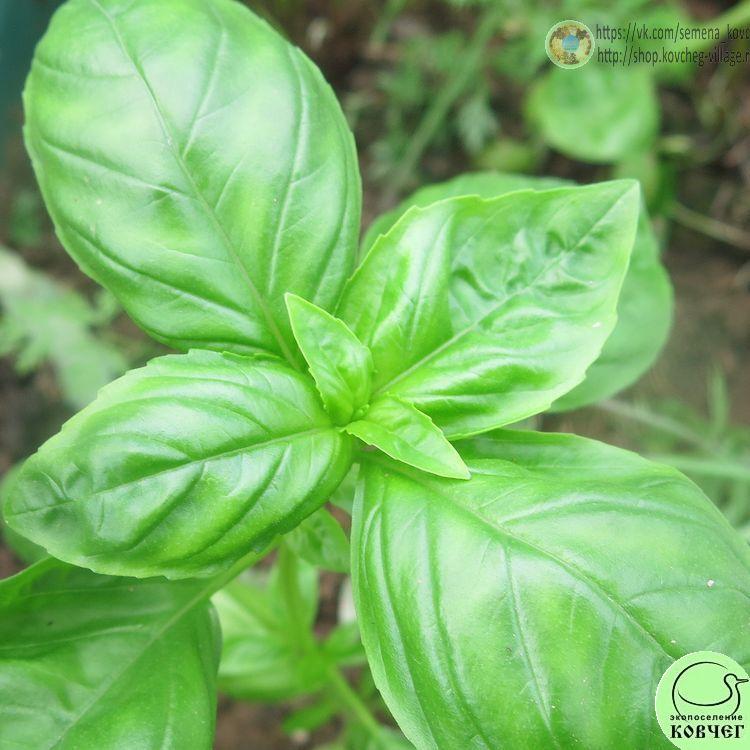 Базилик Зелёный ароматный 2024г. Семена базилика Зелёный ароматный