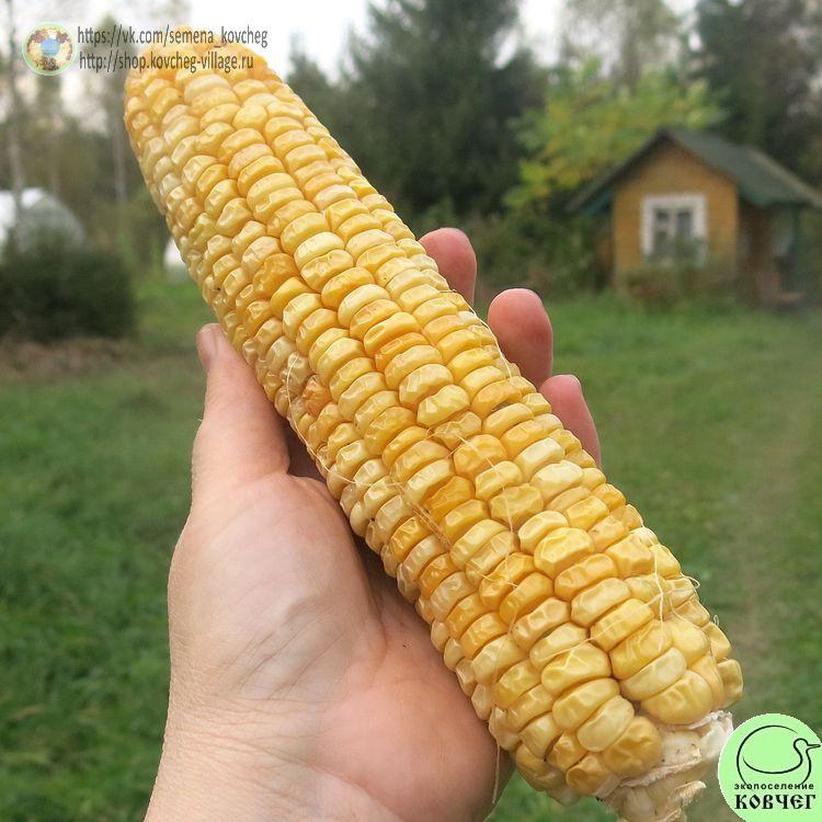 Кукуруза Божественная бумага (4)_1 2024г. Семена кукурузы сахарной Божественная Бумага 1822