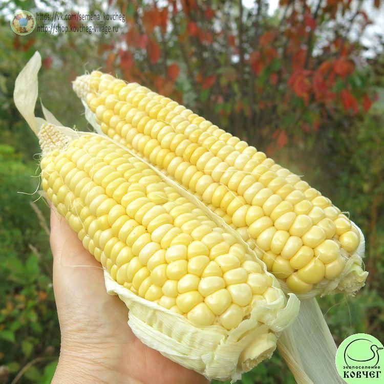 Кукуруза Божественная сладость (7)_1 2024г. Семена кукурузы сахарной Божественная Сладость