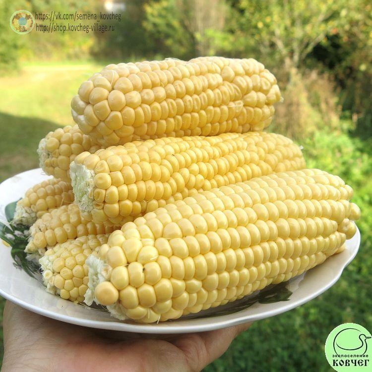 Кукуруза Детское лакомство_1 2024г. Семена кукурузы сахарной Детское лакомство