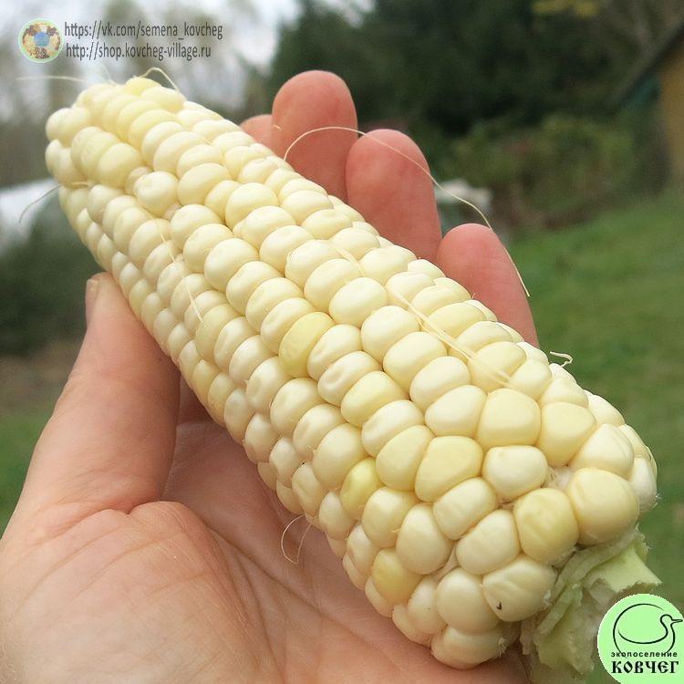 Кукуруза Красивый белый бонсай (3)_1 2024г. Семена кукурузы восковой Красивый белый бонсай