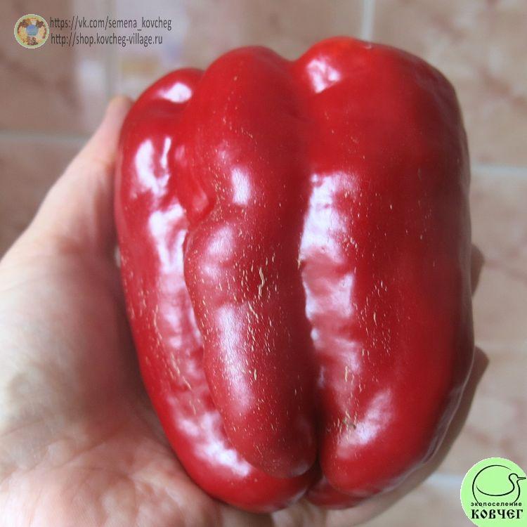 П1. Асти красный (11)_1 2024г. Семена перца сладкого Асти красный