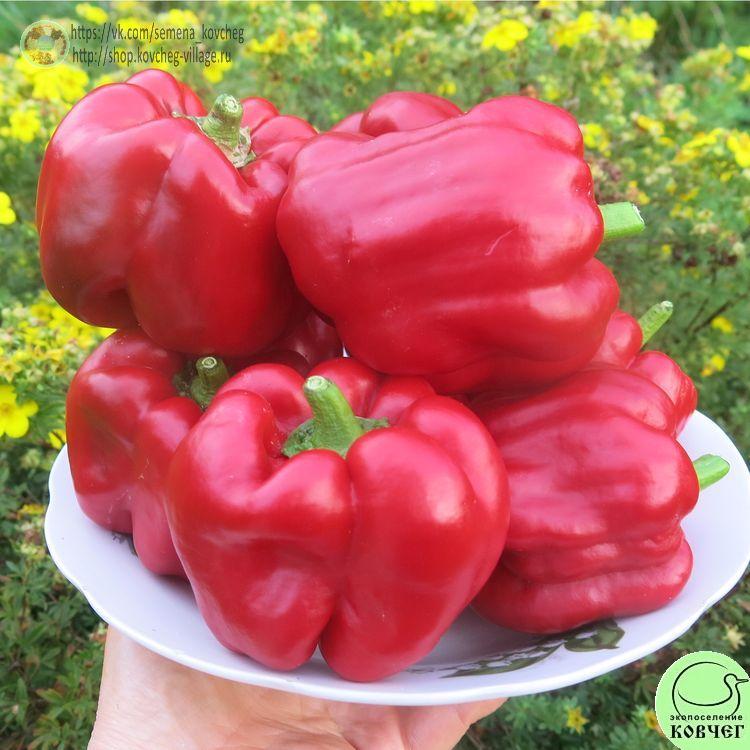 П1. Асти красный (6)_1 2024г. Семена перца сладкого Асти красный