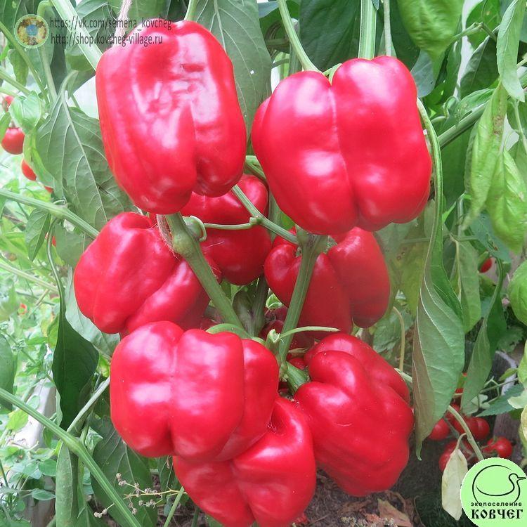 П1. Асти красный (9)_1 2024г. Семена перца сладкого Асти красный