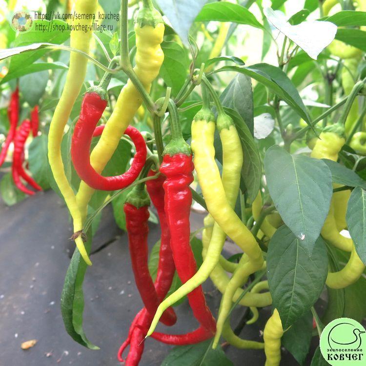 П18. Змейка (3)_1 2024г. Семена перца сладкого Змейка