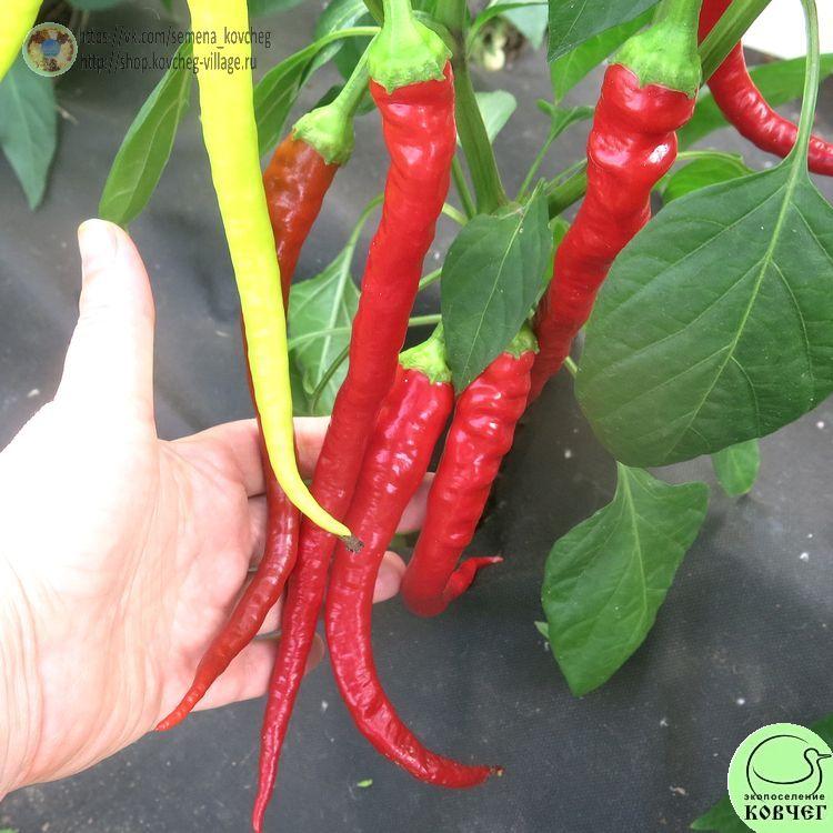 П18. Змейка (8)_1 2024г. Семена перца сладкого Змейка