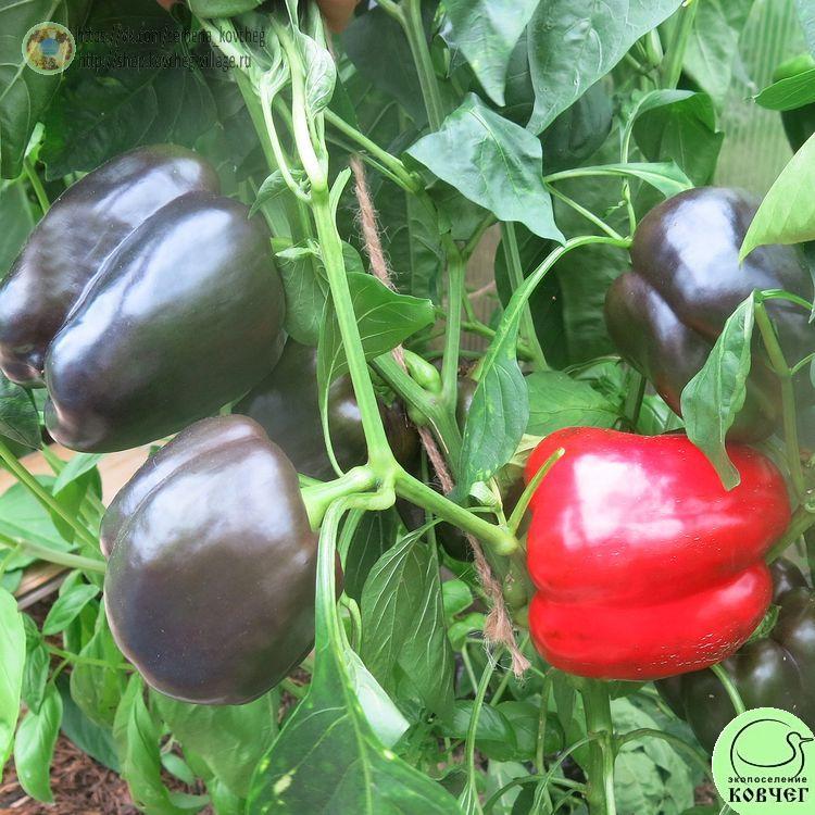 П2. Багира (10)_1 2024г. Семена перца сладкого Багира