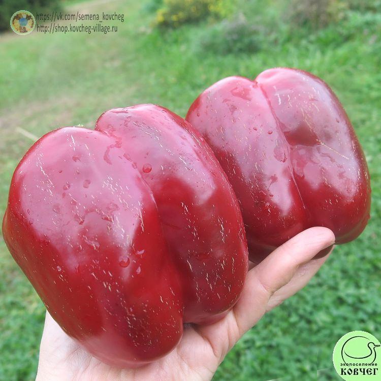 П2. Багира (3)_1 2024г. Семена перца сладкого Багира