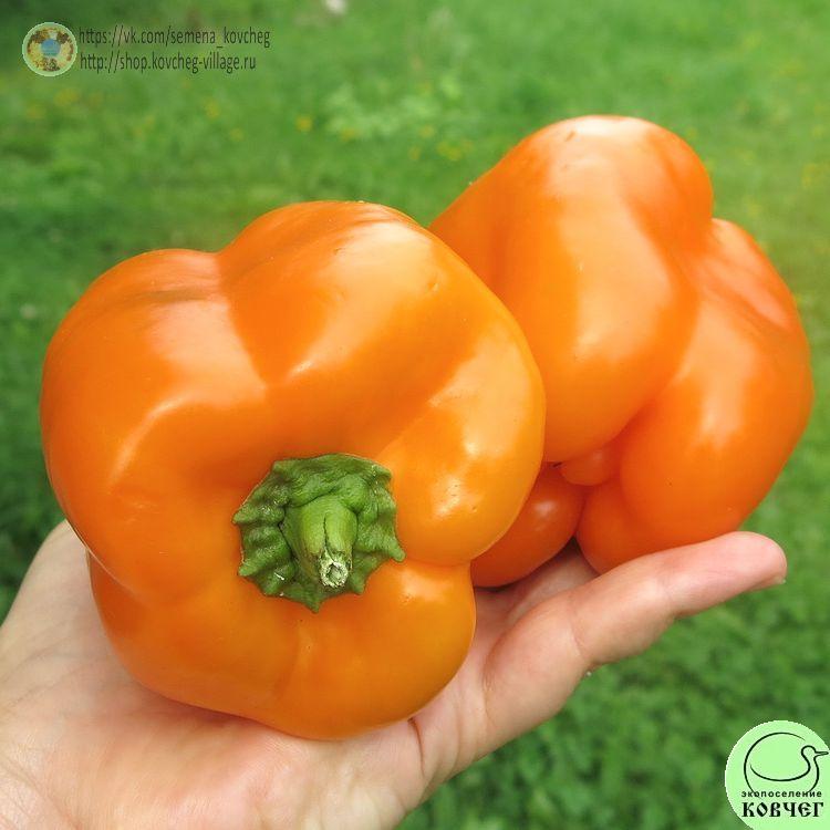 П24. Оранжевый юбилейный (5)_1 2024г. Семена перца сладкого Юбилейный оранжевый