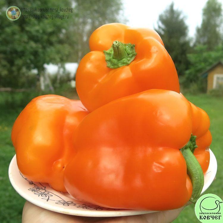 П24. Оранжевый юбилейный_1 2024г. Семена перца сладкого Юбилейный оранжевый