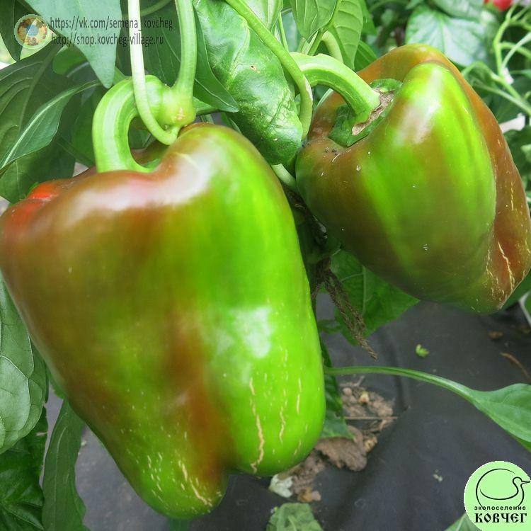 П3. Бычий нос (13)_1 2024г. Семена перца сладкого Бычий нос