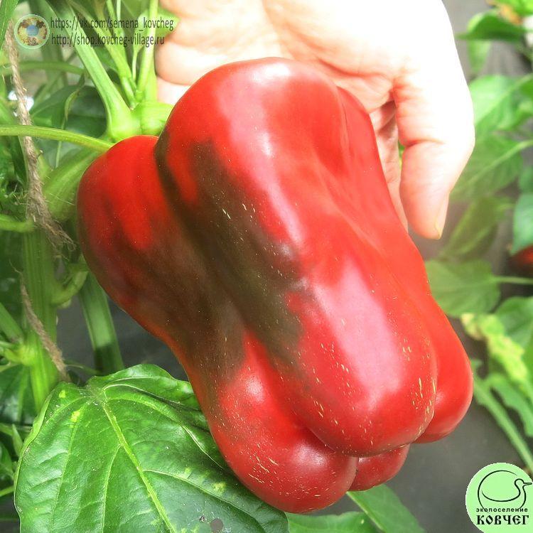 П3. Бычий нос (15)_1 2024г. Семена перца сладкого Бычий нос