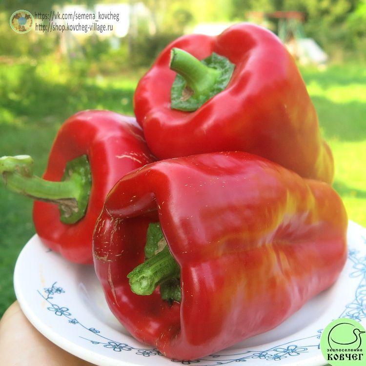 П3. Бычий нос_1 2024г. Семена перца сладкого Бычий нос