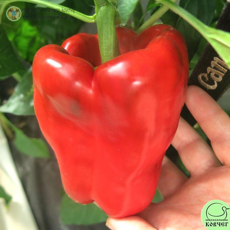 П4. Бэнкси (3)_1 2024г. Семена перца сладкого Бэнкси