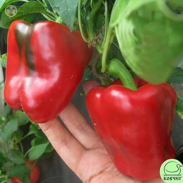 П4. Бэнкси_1 2024г. Семена перца сладкого Бэнкси