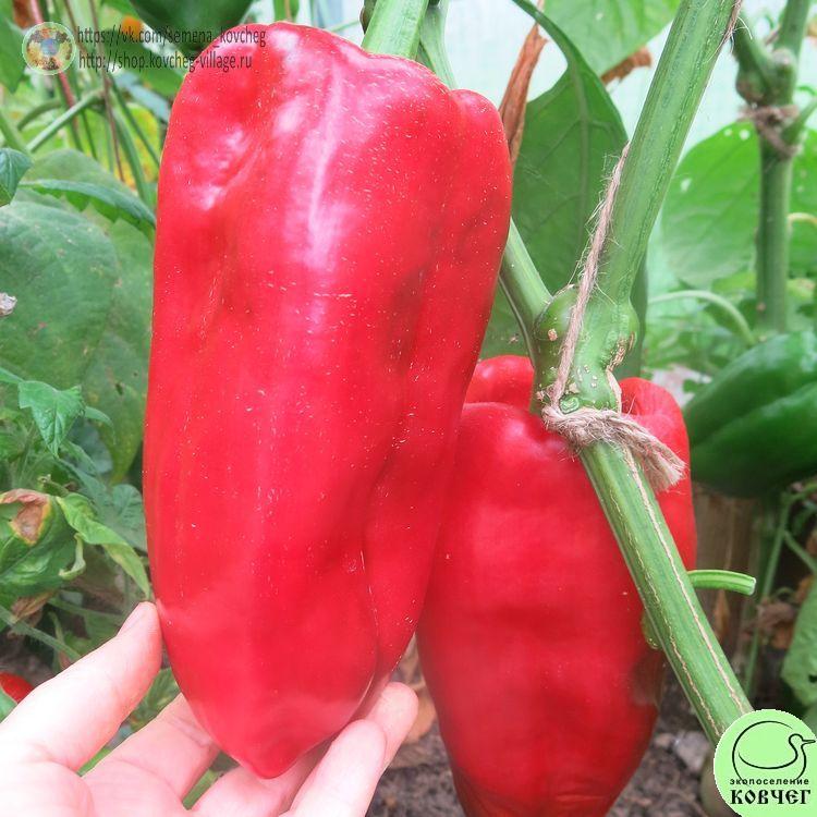 П7. Гигант (11)_1 2024г. Семена перца сладкого Гигант