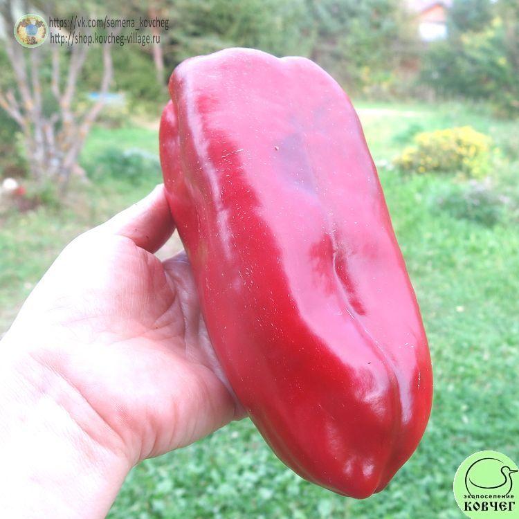 П7. Гигант (13)_1 2024г. Семена перца сладкого Гигант