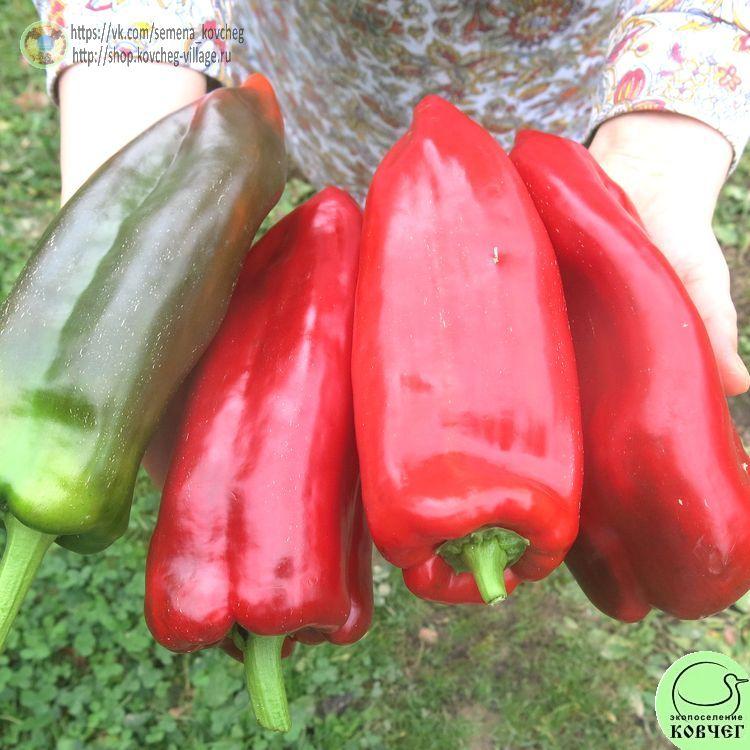 П7. Гигант (3)_1 2024г. Семена перца сладкого Гигант