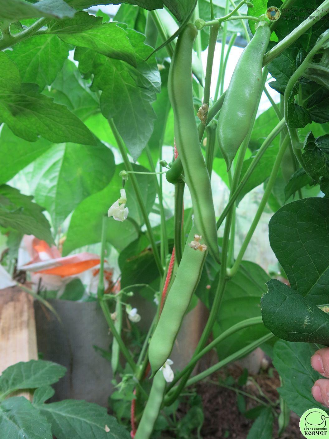 Фасоль кустовая Инь-янь (4) 2024г. Семена фасоли Инь-янь