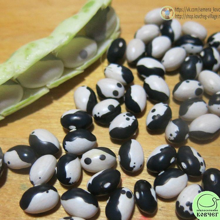 Фасоль кустовая Инь-янь (8) 2024г. Семена фасоли Инь-янь