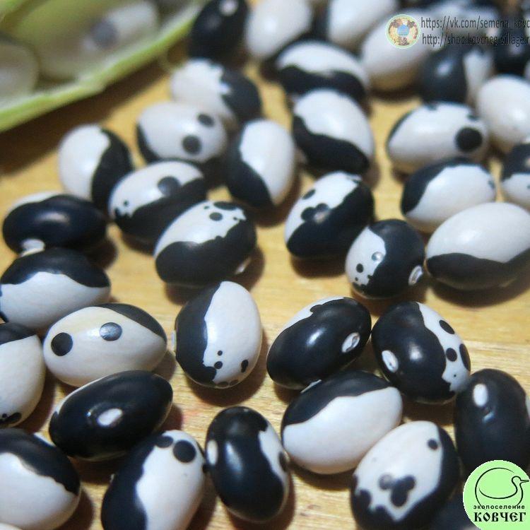 Фасоль кустовая Инь-янь (9) 2024г. Семена фасоли Инь-янь