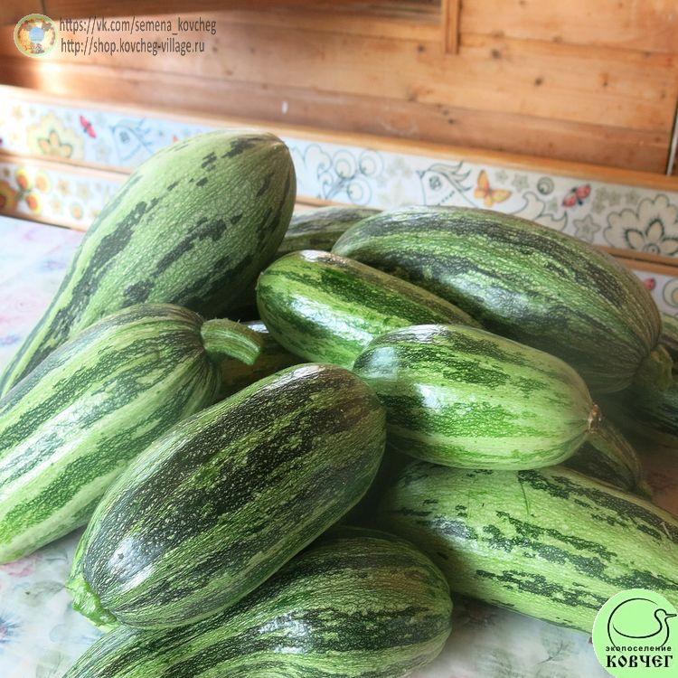 Кабачок Зебра (3)_1 2024г. Семена кабачка Зебра