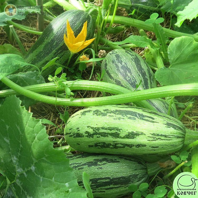 Кабачок Зебра_1 2024г. Семена кабачка Зебра