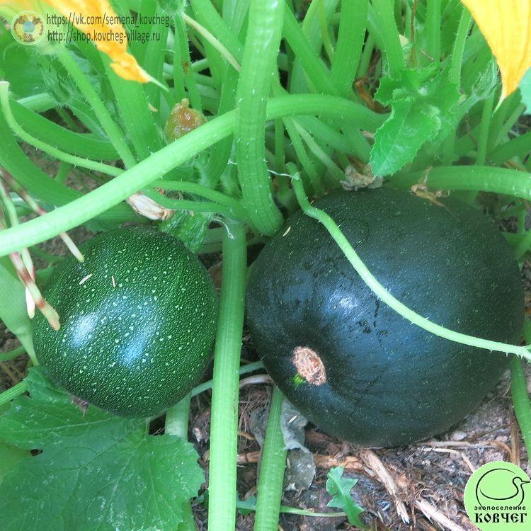 Кабачок Оникс (7)_1 2024г. Семена кабачка Оникс